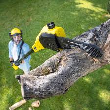 Professional Tree Care in Parkers Prairie, MN