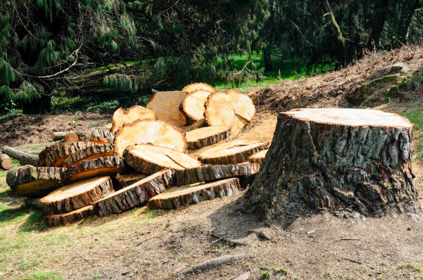How Our Tree Care Process Works  in  Parkers Prairie, MN